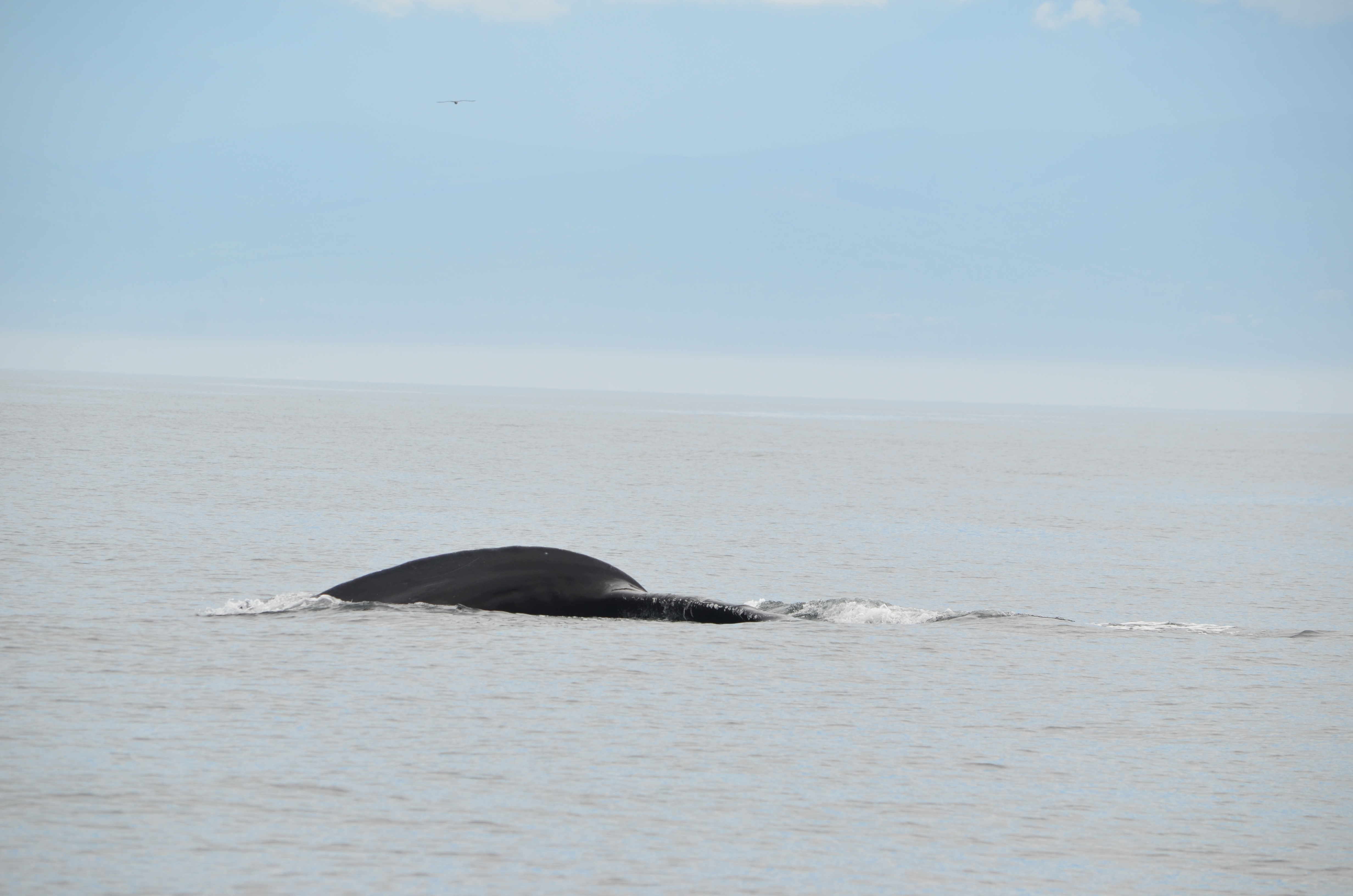 photos/wildlife/Mammal_Species/Humpback Whale/DSC_0080.JPG